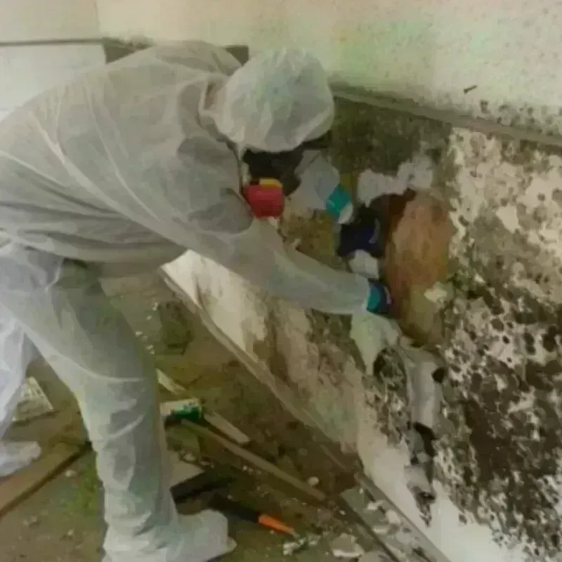 Mold Remediation and Removal in Ore City, TX